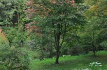 Acer diabolicum (Arboretum Robert Lenoir)