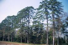 Pinus nigra subsp. laricio Maire